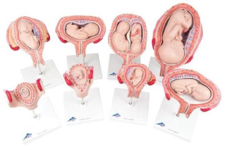 型號:1018627，3B/德國製
共包含8個個體胚胎和胎兒模型，顯示胎兒等發展階段。妊娠第1個月胚胎的子宫；妊娠第2個月胚胎的子宫；妊娠第3個月胎儿的子宫；妊娠第4個月胎儿的子宫(横位)；妊娠第5個月胎儿的子宫 (臀位)；妊娠第5個月胎儿的子宫(横位)；妊娠第5個月双胞胎胎儿的子宫(正常產位)；妊娠第7個月胎儿的子宫(正常產位)，單獨安裝在支架底座上。