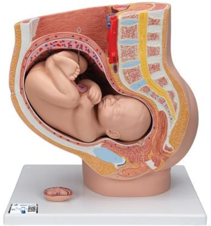 型號 :1000333,3B/德國
正中剖宮產骨盆模型，可取出40週胎兒，可分解為三個部分，以矢狀切方式呈現出懷孕約四十週，女性骨盆的結構，底座上有一個約三月大胚胎可供觀察，及女性生殖器及其他重要的解剖細節。
