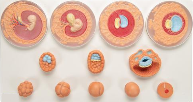 十二階段胚胎發育模型(含底座)3B/德國製 
模型展示從受精到懷孕第二個月結束，十二個階段的人類細胞的生殖及發育過程。每個階段皆可以單獨從底座上拆卸。包含卵子和精子受精；2細胞受精卵(約受精後30小時)；4細胞受精卵(約受精後40至50小時)；8細胞受精卵(約受精後55小時)；桑葚胚大約4天後的囊胚；大約5天後的囊胚；大約8-9天後的囊胚；大約11天的生殖細胞；大約20天的生殖細胞；懷孕第一個月結束的胚胎；懷孕第二個月結束的胚胎。