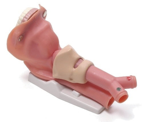 氣道模型Airway demonstration